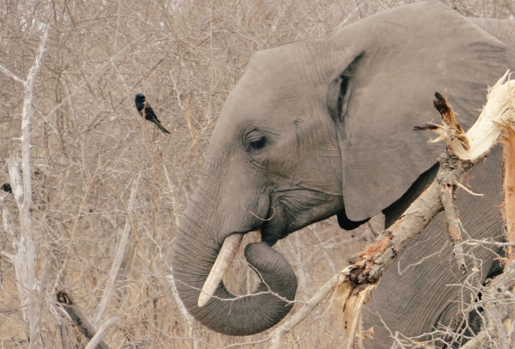 Cape Town • Greater Kruger