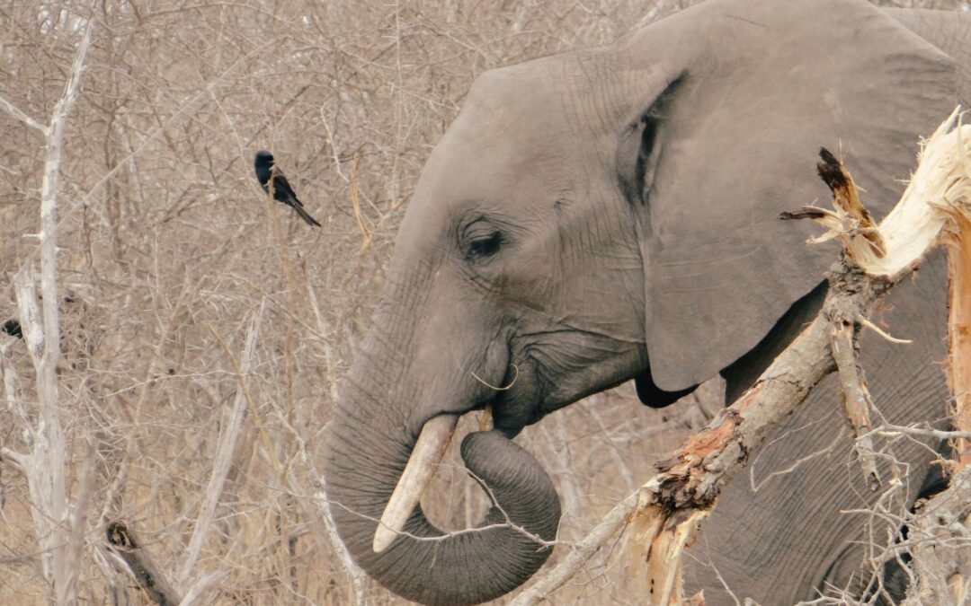 The Essential South Africa Safari