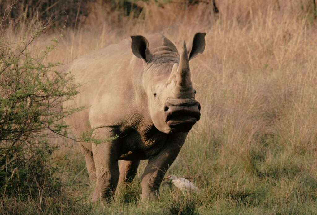 Yeshiva Break – Classic – Cape Town – Greater Kruger