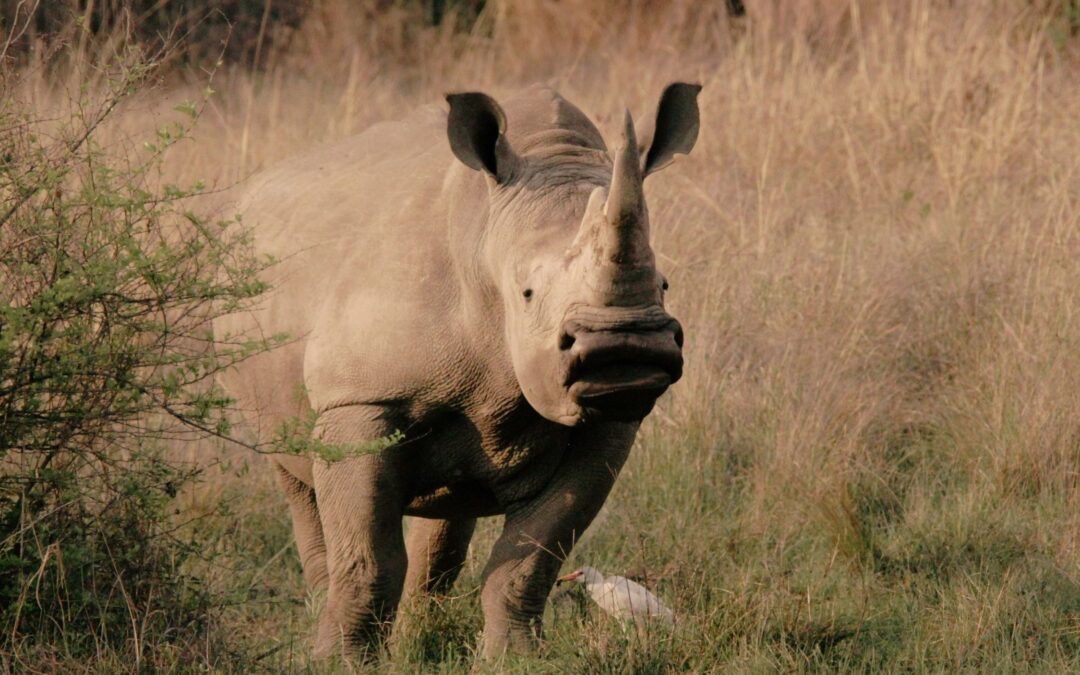 Yeshiva Break – Classic Safari