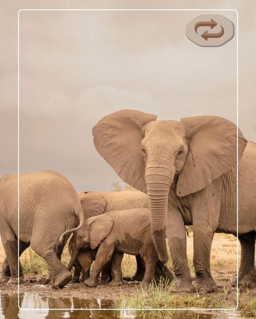 Botswana — Okavango Delta and Chobe National Park